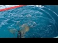 Lifeguard Diving 10 pound brick test