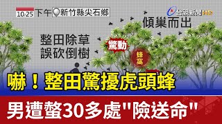 嚇!整田驚擾虎頭蜂 男遭螫30多處\