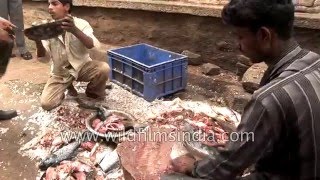 Fish sellers cut and clean fish - Tumkur fish market, Karnataka