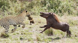 Hero Mother Boar Save Baby From Cheetah Hunt . Warthog vs Leopard - Survive In Nature