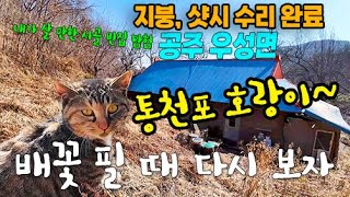 고양이가 지키고 있는 조용한 시골 빈집/ 배꽃 필 때 다시 꼭~ 가볼 곳~