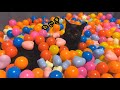 i was delighted to enjoy the ball pool with 9 cats