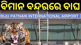 ଭୁବନେଶ୍ୱର ବିମାନ ବନ୍ଦରରେ ବାଘ ! Leopard scare grips Bhubaneswar Airport again | Odia News