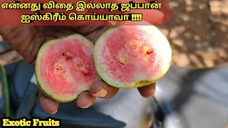 பலரும் சுவைக்காத ஜப்பான் ஜஸ்கீரம் கொய்யாவா #Japan Ice cream guava #Greenland Nursery Japan