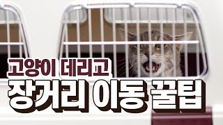 [ENG SUB] 고양이에게 이동장이란? (더보기란에 떡밥있음)