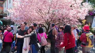 淡水天元宮  2018 櫻花季尾聲