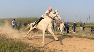 HORSE RACE BHAINI [ROPAR} 21 MARCH ​⁠​⁠2024