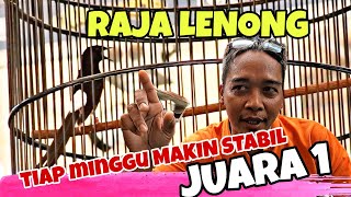 Semakin Stabil Murai Muda ini di setiap event ‼️ Raja Lenong Double Winner Juara 1