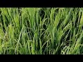 ir 20 farming series day 107 shorts vivasayi vivasayam agriculture trendingvideos farming