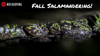 Scouring Rock Faces for Stunning Salamanders! Fall Salamandering in North Georgia