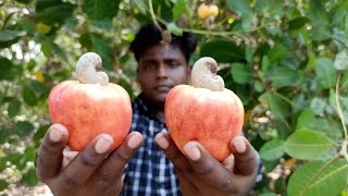 திருட்டு முந்திரி பழம் வேட்டை|Cashewnut Fruit Thefting|Summer Hunting|Village Food Safari|Suppu