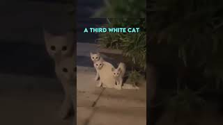 INNFqEXTzxI