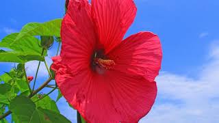 Hibiscus - Chinese Rose flowers (HD1080p)