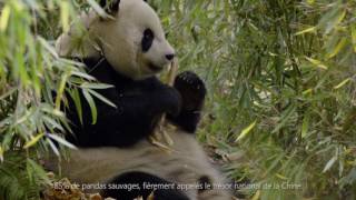 Sichuan,Pandas géants de Chine, spécialités et  beaux paysages