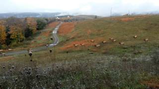 Elk stampede - Benezette, PA