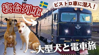 【白夜と絶景🌅】愛犬と12時間の列車旅に感動回✨