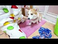 大好きなあの人の元へ！感情豊かな愛犬の姿が可愛すぎました。。【コーギー犬】