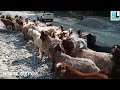 हिमाली बाख्रा जस्का लागि खोर नै चाहिन्न a short documentary on himalayan goats