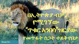 በኢትዮጵያ ብቻ እንደሚገኝ የሚታወቀው “ጥቁር አንበሳ” ዝርያው የመጥፋት ስጋት ተደቅኖበታል Sheger Fm