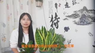 俗语：日子好不好、家中花门前草，家中花和门前草能看出啥