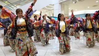 よさこい ほろろ一座晴楓 2016新曲「座・神歌」初披露