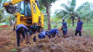 Panag Kizhangu Harvesting in Reecha | Palmyra Sprout | Reecha Organic Farm | Sri Lanka