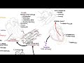 myocarditis causes pathophysiology investigation and treatment