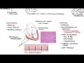 myocarditis causes pathophysiology investigation and treatment