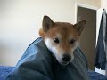 shiba inu playing and biting