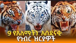 9 የአለማችን አስደናቂ የነብር ዝርያዎች  |  9 Strongest Tiger Subspecies That Ever Existed !