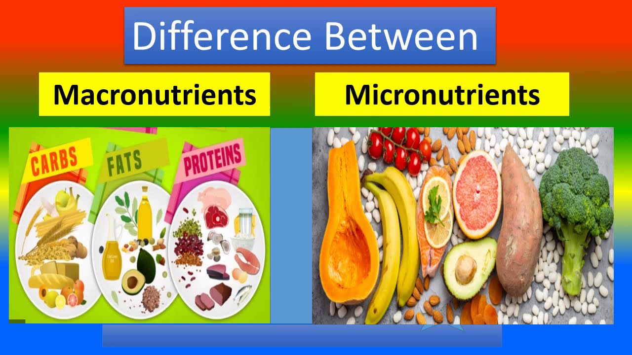 Difference Between Macronutrients And Micronutrients. - YouTube