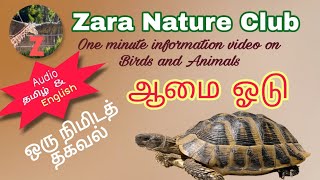 ஆமை ஓடு தகவல் The Shell