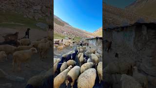 Shepherd life in mountains || Ghanche LAA || Khaplu Valley || Incredible K2 #sheep #goats