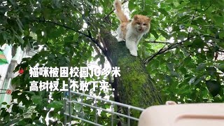 Live with cats! Cat hanged in the tree--Sichuan University