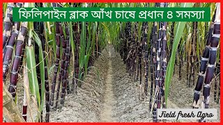 ফিলিপাইন ব্লাক আঁখ চাষে যত সমস্যা,..@FieldfreshAgro #আঁখ চাষ