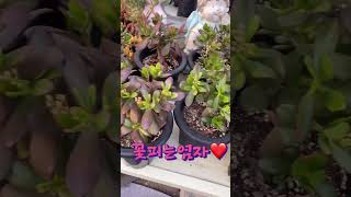 다육맘들이 좋아하는 꽃피는염자❤️민이네다육 #plants #succulent #cactus #국민다육  010-6863-0625