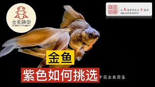 金鱼花色 第8集 - 金鱼紫色怎么选