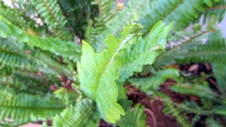 Sword Fern