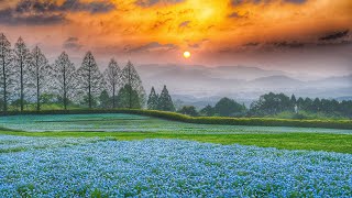 絶景九州 2024年4月放送「春の花の絶景」 1