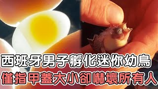 西班牙男子孵化袖珍鳥蛋，只有指甲蓋大小且相貌醜陋，長大後卻嚇壞所有人#袖珍鳥蛋#迷你幼鳥#幼鳥#鳥類#珍惜物種#感人故事#奇蹟#不可思議