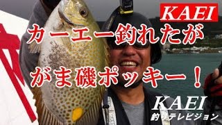 カーエー釣れました！　しかし！がま磯ポッキー　_|￣|〇