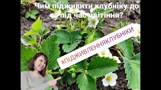 Чим підживити полуницю( клубніку ) до та під час цвітіння?