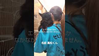 エイズ陽性。それでも幸せになるよ♪【高松くん】 #保護猫 #保護活動 #譲渡会 #里親募集中 #cats