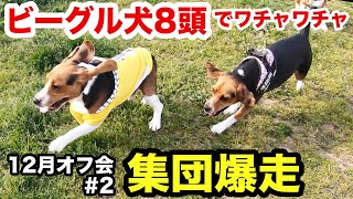 集団ビーグル犬の集団爆走が凄すぎてむしろ楽しいw【12月オフ会#2】