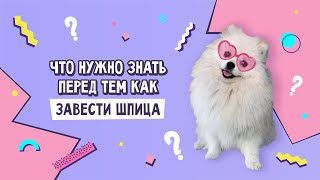 ЧТО НУЖНО ЗНАТЬ ПЕРЕД ТЕМ КАК ЗАВЕСТИ ШПИЦА | УХОД КАССИ И НАШИ ЛАЙФХАКИ