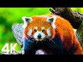 4K African Wildlife Documentary Film - Mana Pools National Park, Zimbabwe, Africa, Relaxing Music