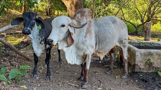 🐄😱Llegando a ver las vacas y encontramos a la Oreo que comienza a entrar en celo 😱🐄