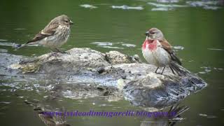 FANELLO (Carduelis cannabina)