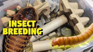 Feeder Insect Breeding Projects!