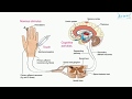 noxious stimulus (English) - Medical terminology for medical students -